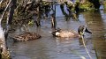Blue-winged Teal High Island_2010_04_24_3901